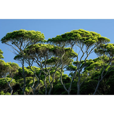 Pine Tree Painting Art